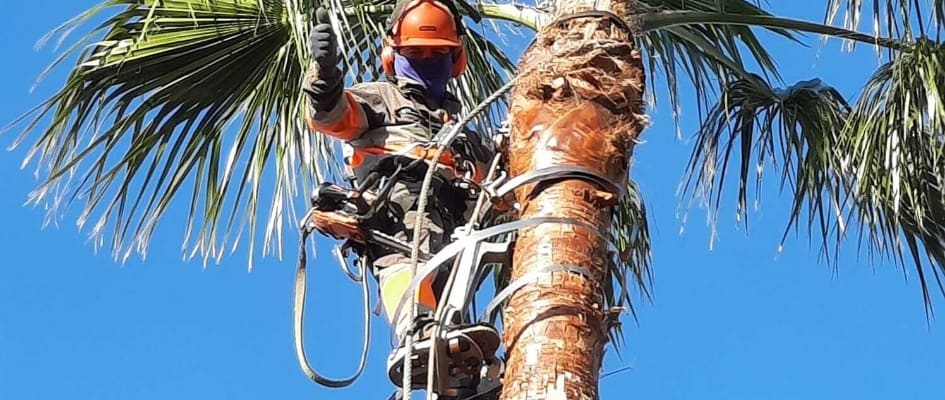 Poda de palmeras