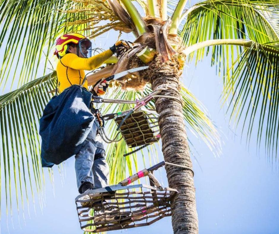 Poda profesional de palmera