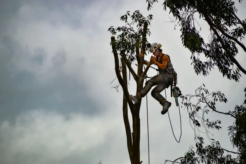 Árbol de gran porte inspeccionado por riesgo de caída