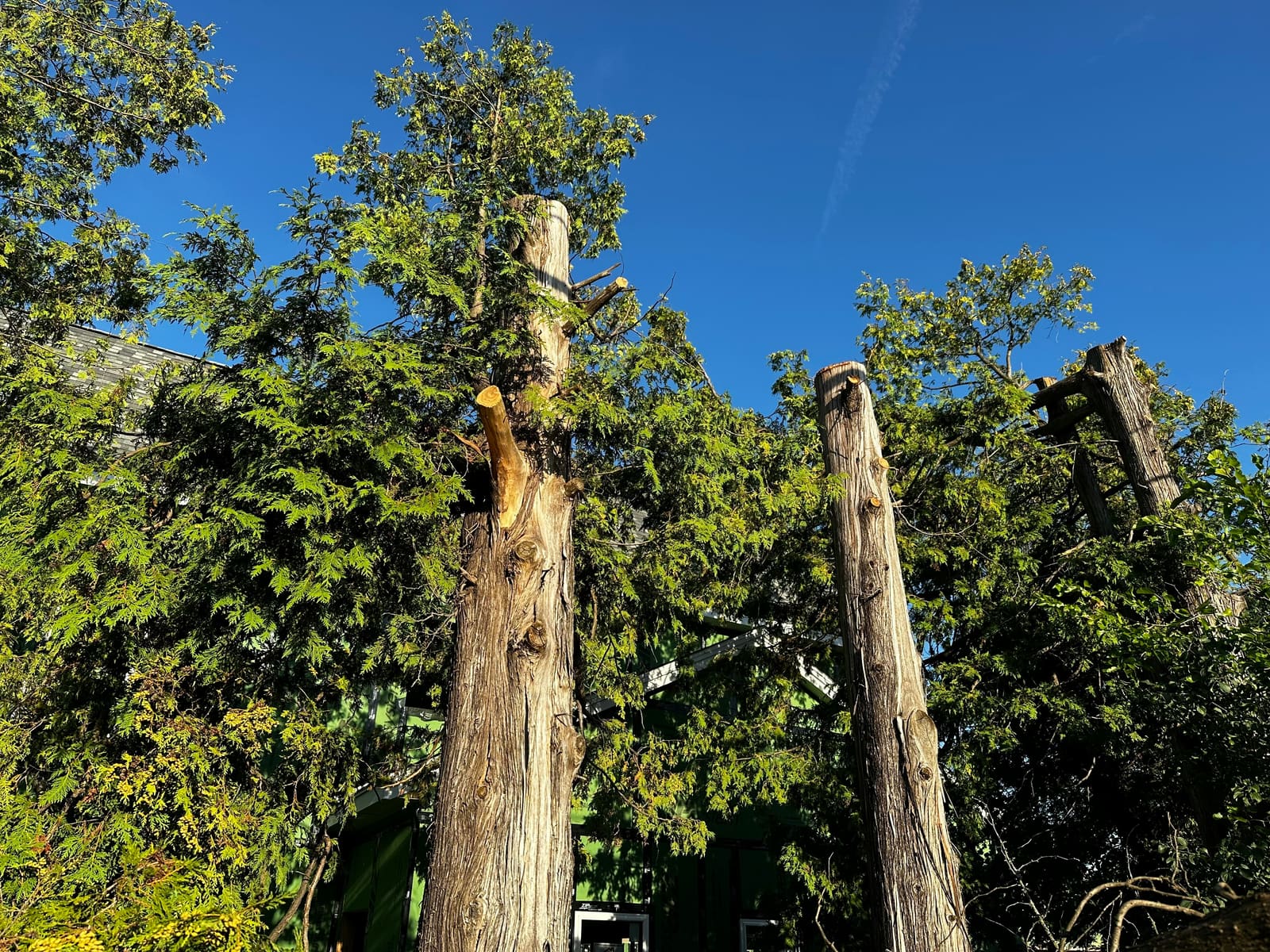 Tala forestal