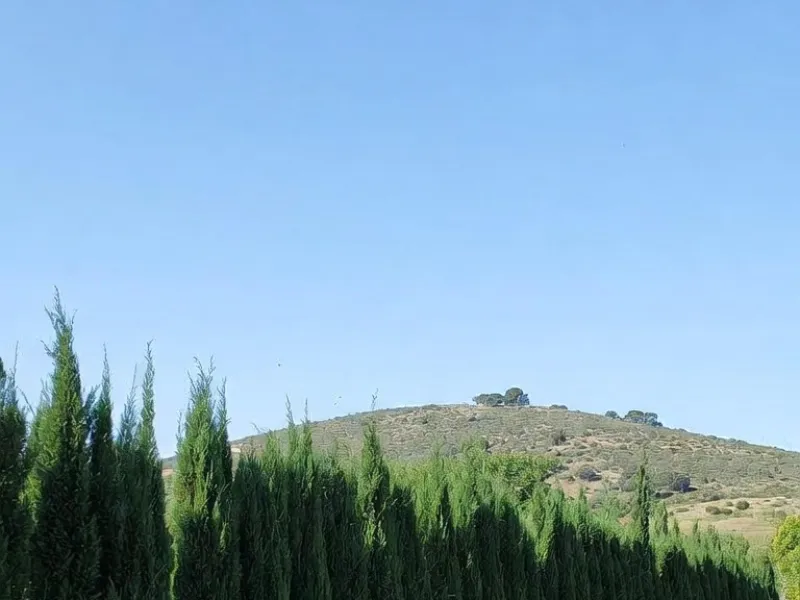 Seto de ciprés en Roses antes del recorte